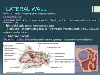 LATERAL WALL
§ Inferior meatus: opening of the nasolacrimal duct.
§ Middle meatus
- Frontal recess: most superior portion. Opening of the frontal sinus and some anterior
ethmoidal cells.
- Ethmoidal bulla (one or more ethmoidal cells)
- Semilunar (or ethmoidal) hiatus / ethmoidal infundibulum: anterior ethmoidal
cells and maxillary sinus.
- Uncinate process
§ Superior meatus: olfactory epithelium and the opening of the posterior ethmoidal cells.
 