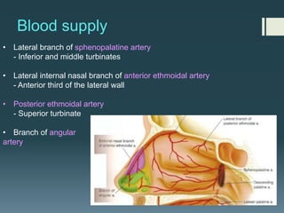Blood supply
• Lateral branch of sphenopalatine artery
- Inferior and middle turbinates
• Lateral internal nasal branch of anterior ethmoidal artery
- Anterior third of the lateral wall
• Posterior ethmoidal artery
- Superior turbinate
• Branch of angular
artery
 