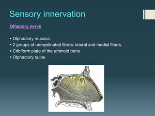 Sensory innervation
Olfactory nerve
§ Olphactory mucosa
§ 2 groups of unmyelinated fibres: lateral and medial fibers.
§ Cribiform plate of the ethmoid bone
§ Olphactory bulbe
 