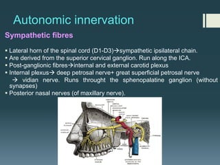 Autonomic innervation
Sympathetic fibres
§ Lateral horn of the spinal cord (D1-D3)àsympathetic ipsilateral chain.
§ Are derived from the superior cervical ganglion. Run along the ICA.
§ Post-ganglionic fibresàinternal and external carotid plexus
§ Internal plexusà deep petrosal nerve+ great superficial petrosal nerve
à vidian nerve. Runs throught the sphenopalatine ganglion (without
synapses)
§ Posterior nasal nerves (of maxillary nerve).
 