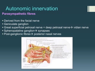 Autonomic innervation
Parasympathetic fibres
§ Derived from the facial nerve
§ Geniculate ganglion
§ Great superficial petrosal nerve + deep petrosal nerveà vidian nerve
§ Sphenopalatine ganglionà synapses
§ Post-ganglionic fibresà posterior nasal nerves
 