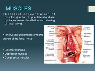 MUSCLES
§ G r e a t e s t c o n c e n t r a t i o n o f
musclesàjunction of upper lateral and alar
cartilages (muscular dilation and stenting
of nasal valve).
§ Innervation: zygomaticotemporal
branch of the facial nerve
§ Elevator muscles
§ Depressor muscles
§ Compressor muscles
 