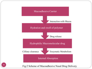 Mucoadhesive Carrier 
Interaction with Mucus 
Hydration and swell of polymer 
Drug release 
Hydrophilic Macromolecular drug 
Cilliary clearance Enzymatic Metabolism 
Internal Absorption 
Fig:2 Scheme of Mucoadhesive Nasal Drug Delivery 
11 
 