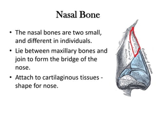 Nasal Bone
• The nasal bones are two small,
  and different in individuals.
• Lie between maxillary bones and
  join to form the bridge of the
  nose.
• Attach to cartilaginous tissues -
  shape for nose.
 