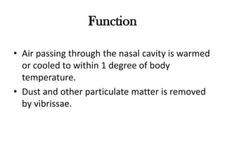 Function

• Air passing through the nasal cavity is warmed
  or cooled to within 1 degree of body
  temperature.
• Dust and other particulate matter is removed
  by vibrissae.
 