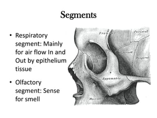 Segments

• Respiratory
  segment: Mainly
  for air flow In and
  Out by epithelium
  tissue
• Olfactory
  segment: Sense
  for smell
 