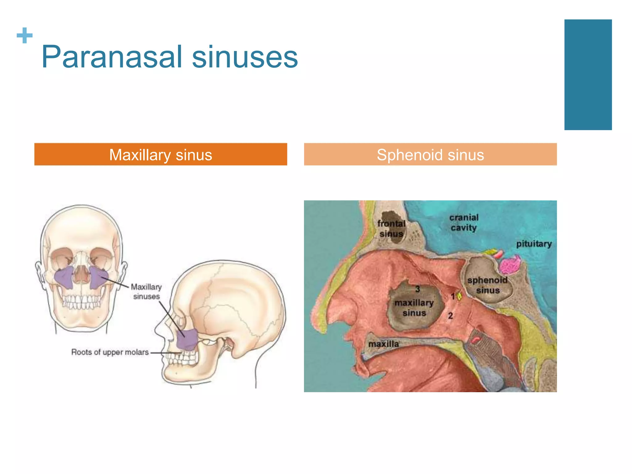 +
    Paranasal sinuses

        Maxillary sinus   Sphenoid sinus
 