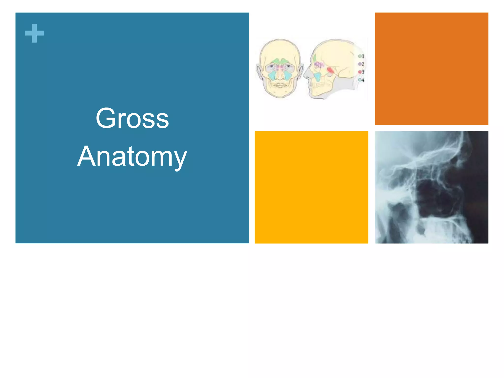 +

     Gross
    Anatomy
 