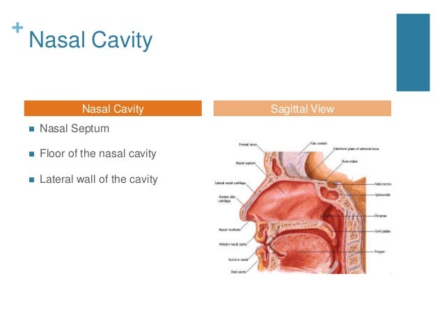 Nasal cavity and paranasal sinuses radiologic anatomy