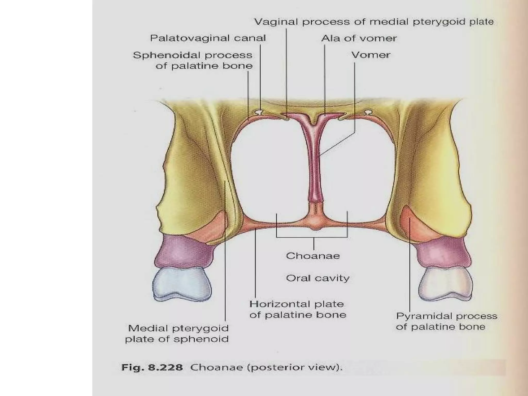 Nasal Cavity Anatomy | PPT