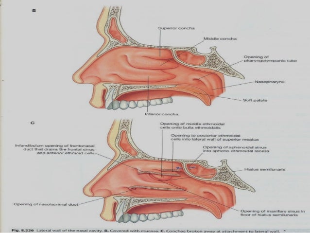 Nasal Cavity Anatomy