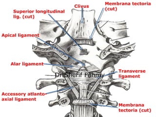 Membrana
tectoria (cut)
Membrana tectoria
(cut)
Superior longitudinal
lig. (cut)
Apical ligament
Alar ligament
Accessory a...
