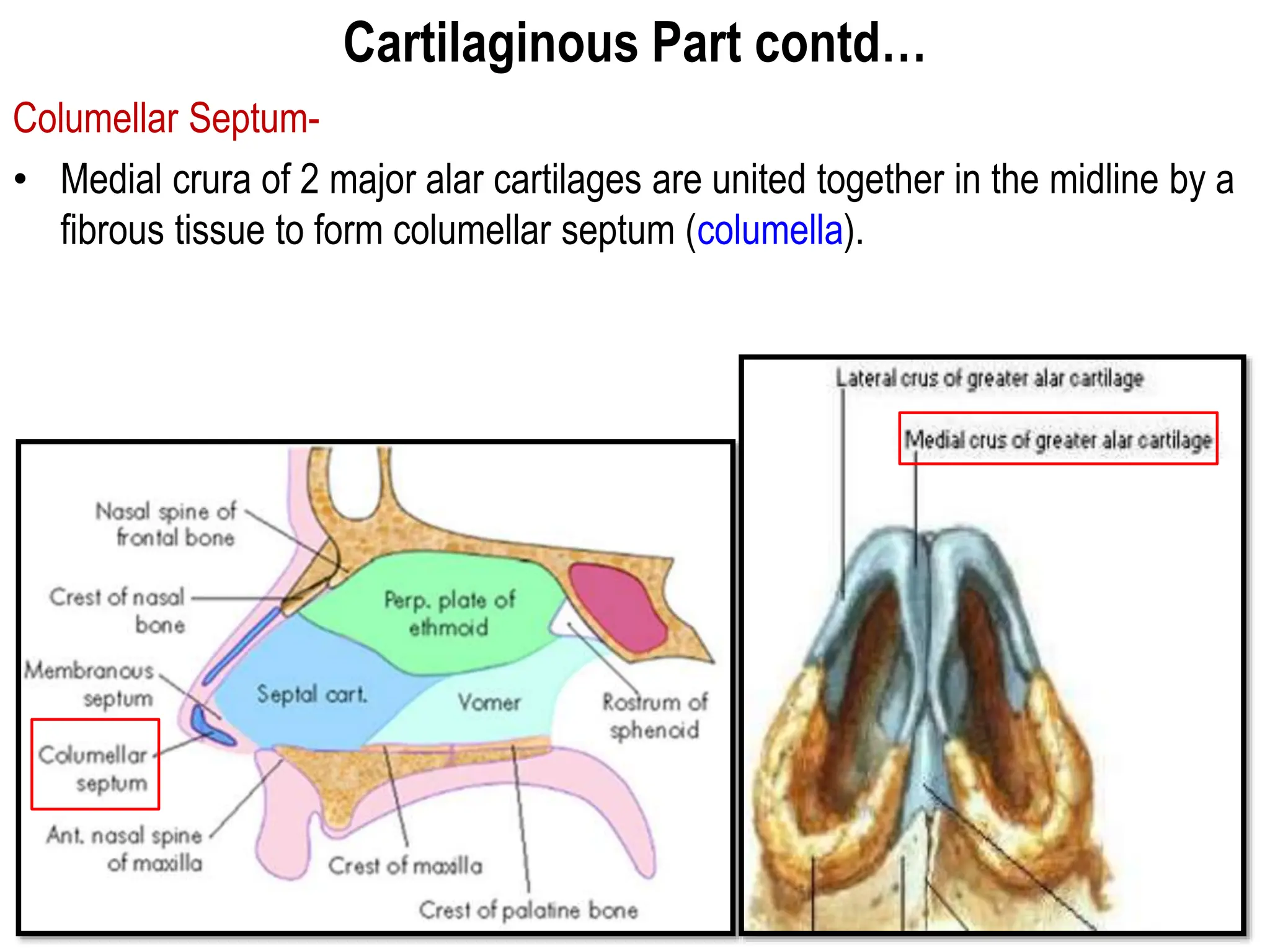 Nasal cavity Human Anatomy Lateral Wall And Venous Drainage 1 pptx