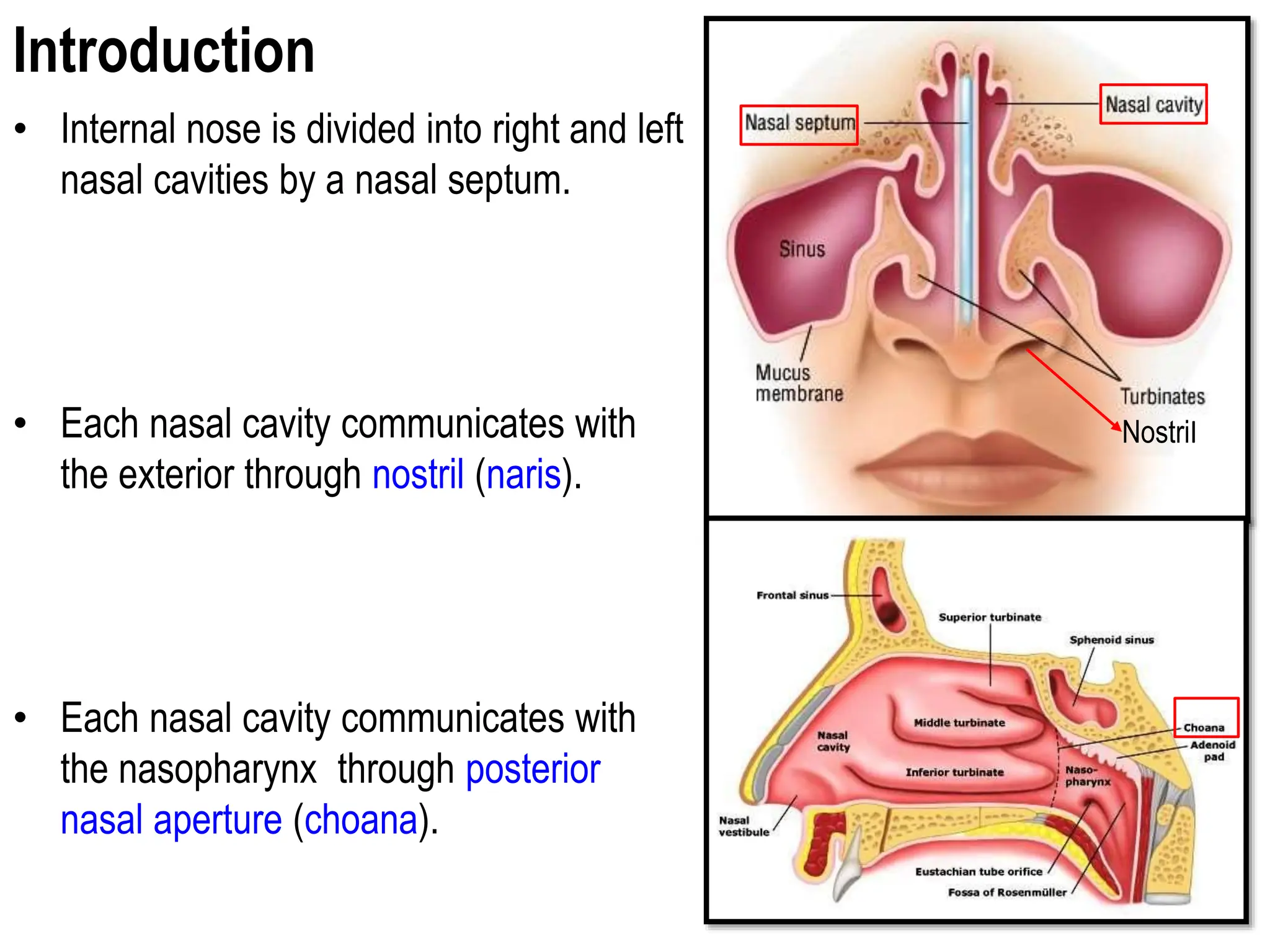 Internal Nose Anatomy Ppt