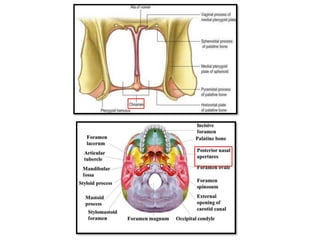nasal_cavity human anatomy lateral wall and venous drainage_1.pptx