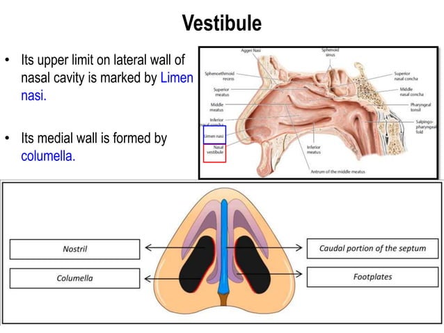 nasal_cavity human anatomy lateral wall and venous drainage_1.pptx