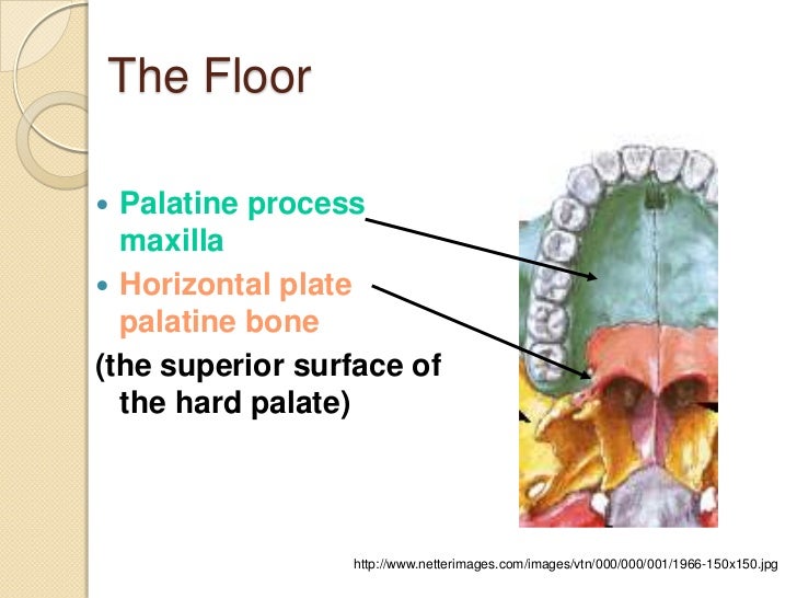 Nasal cavity and paranasal sinuses