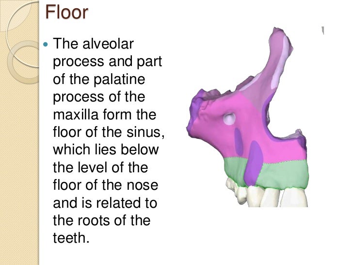 Nasal Cavity And Paranasal Sinuses