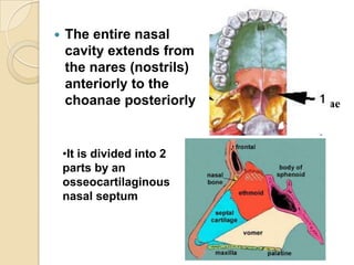 Nasal cavity and paranasal sinuses | PPTX