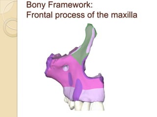 Bonye Process Nasal cavity and paranasal sinuses | PPTX
