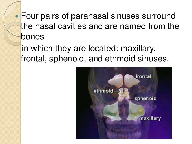 Nasal cavity and paranasal sinuses