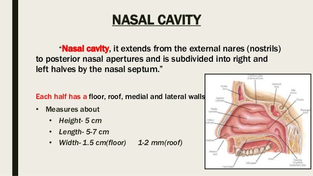 Nasal Cavity And Paranasal Sinuses