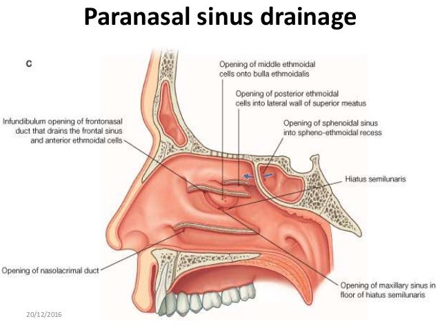 The nasal cavity and paranasal sinuses surgical anatomy