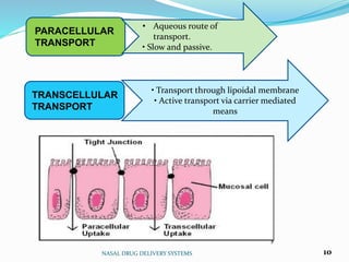 NASAL DRUG DELIVERY SYSTEMS 10
PARACELLULAR
TRANSPORT
TRANSCELLULAR
TRANSPORT
• Aqueous route of
transport.
• Slow and passive.
• Transport through lipoidal membrane
• Active transport via carrier mediated
means
 