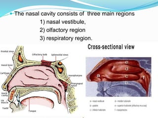  The nasal cavity consists of three main regions
1) nasal vestibule,
2) olfactory region
3) respiratory region.
NASAL DRUG DELIVERY SYSTEMS 6
 