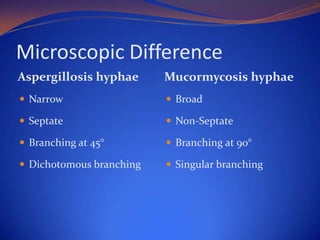 Microscopic Difference
Aspergillosis hyphae

Mucormycosis hyphae

 Narrow

 Broad

 Septate

 Non-Septate

 Branching at 45°

 Branching at 90°

 Dichotomous branching

 Singular branching

 