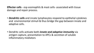 Effector cells - esp eosinophils & mast cells- associated with tissue
damage and repair process.
• Dendritic cells and innate lymphocytes respond to epithelial cytokines
and environmental stimuli & thus bridge the gap between innate and
adaptive cells.
• Dendritc cells activate both innate and adaptive immunity via
antigen capture, presentation to APCs & secretion of soluble
inflammatory mediators
 