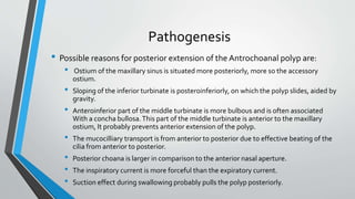 Pathogenesis
• Possible reasons for posterior extension of the Antrochoanal polyp are:
• Ostium of the maxillary sinus is situated more posteriorly, more so the accessory
ostium.
• Sloping of the inferior turbinate is posteroinferiorly, on which the polyp slides, aided by
gravity.
• Anteroinferior part of the middle turbinate is more bulbous and is often associated
With a concha bullosa.This part of the middle turbinate is anterior to the maxillary
ostium, It probably prevents anterior extension of the polyp.
• The mucocilliary transport is from anterior to posterior due to effective beating of the
cilia from anterior to posterior.
• Posterior choana is larger in comparison to the anterior nasal aperture.
• The inspiratory current is more forceful than the expiratory current.
• Suction effect during swallowing probably pulls the polyp posteriorly.
 