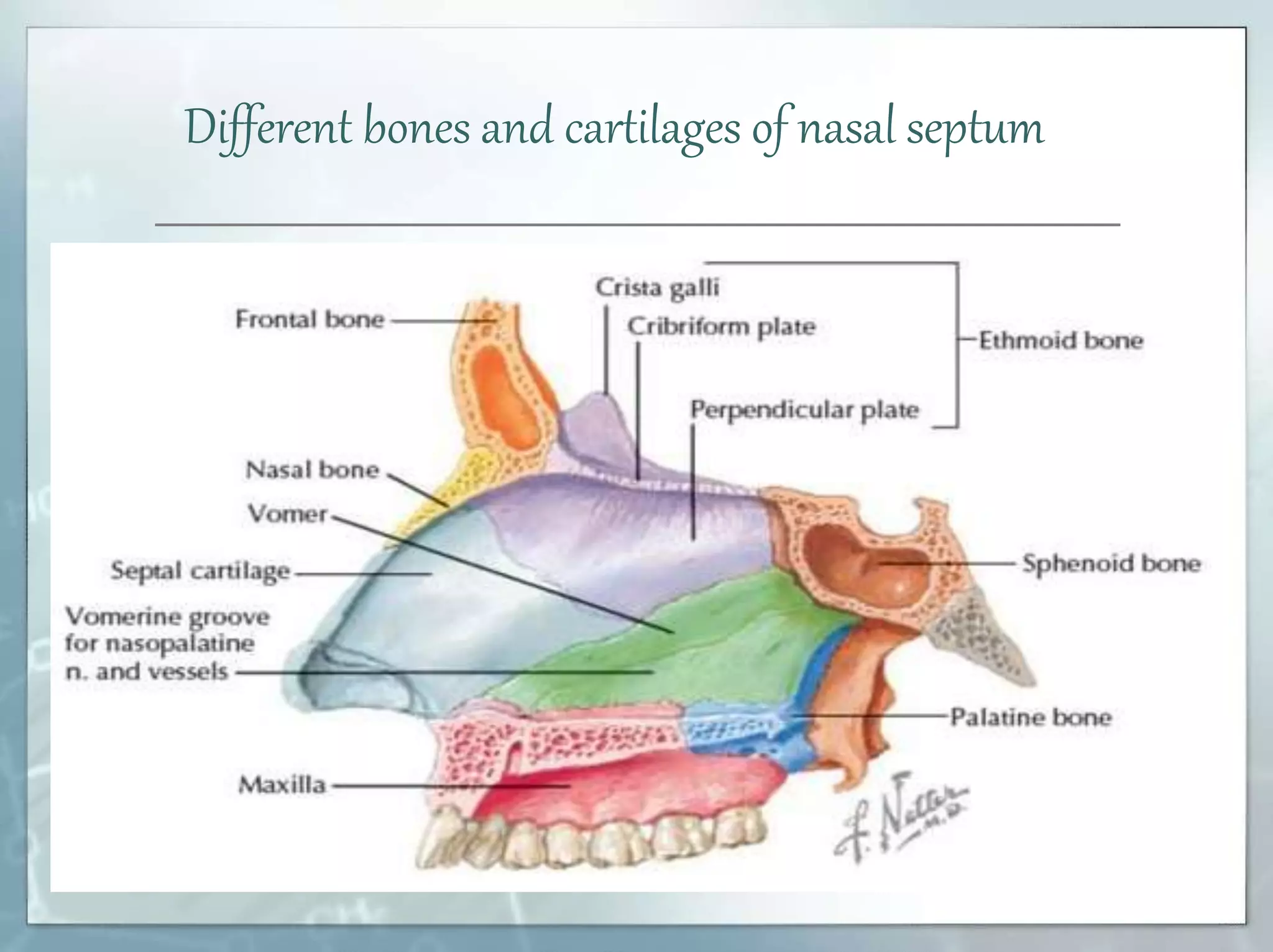 Nasal Septum PPTX