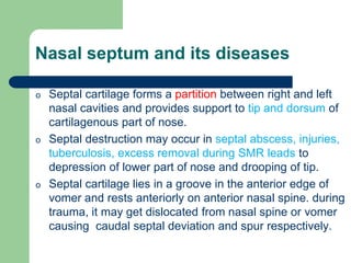 Nasal septum and its diseases
o Septal cartilage forms a partition between right and left
nasal cavities and provides support to tip and dorsum of
cartilagenous part of nose.
o Septal destruction may occur in septal abscess, injuries,
tuberculosis, excess removal during SMR leads to
depression of lower part of nose and drooping of tip.
o Septal cartilage lies in a groove in the anterior edge of
vomer and rests anteriorly on anterior nasal spine. during
trauma, it may get dislocated from nasal spine or vomer
causing caudal septal deviation and spur respectively.
 