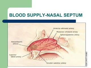 BLOOD SUPPLY-NASAL SEPTUM
 