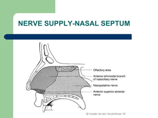 NERVE SUPPLY-NASAL SEPTUM
 