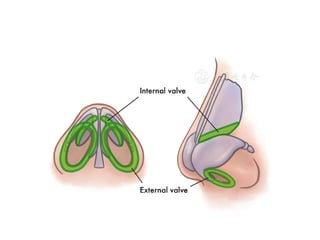Septale NASAL SEPTUM ANATOMY AND FUNCTIONS .pptx
