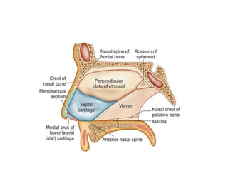 Septale NASAL SEPTUM ANATOMY AND FUNCTIONS .pptx