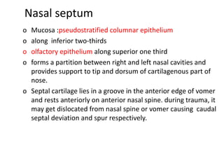 Nasal septum
o Mucosa :pseudostratified columnar epithelium
o along inferior two-thirds
o olfactory epithelium along superior one third
o forms a partition between right and left nasal cavities and
provides support to tip and dorsum of cartilagenous part of
nose.
o Septal cartilage lies in a groove in the anterior edge of vomer
and rests anteriorly on anterior nasal spine. during trauma, it
may get dislocated from nasal spine or vomer causing caudal
septal deviation and spur respectively.
 