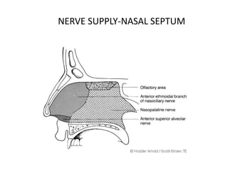 NERVE SUPPLY-NASAL SEPTUM
 