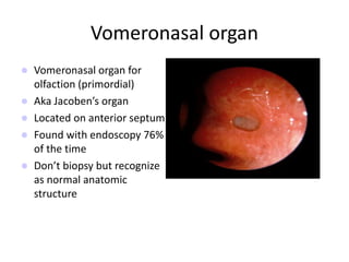 Vomeronasal organ
 Vomeronasal organ for
olfaction (primordial)
 Aka Jacoben’s organ
 Located on anterior septum
 Found with endoscopy 76%
of the time
 Don’t biopsy but recognize
as normal anatomic
structure
 