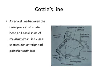 Cottle’s line
• A vertical line between the
nasal process of frontal
bone and nasal spine of
maxillary crest. it divides
septum into anterior and
posterior segments
 