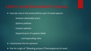 Little’s area/Kiesselbach’s plexus
 Vascular area in the anteroinferior part of nasal septum.
-Anterior ethmoidal artery
-Spheno palatine
-Greater palatine
-Septal branch of superior labial
+corresponding veins
 Commonest site for epistaxis
 Site for origin of “Bleeding polypus”(Hemangioma) of nasal
 