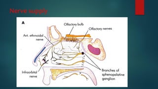 Nerve supply
 