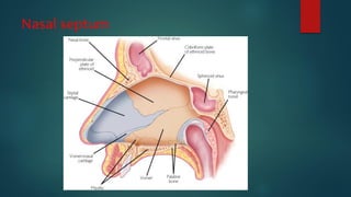 Nasal septum
 