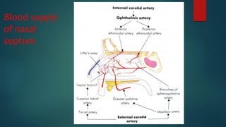 Blood supply
of nasal
septum
 