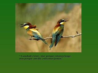 “A saudade existe, não porque estamos longe,
mas porque um dia estivemos juntos.”

 