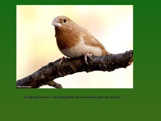 “Cada pessoas é do tamanho dos sonhos que procura…”

 
