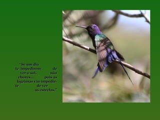 “Se um dia
te impedirem
de
ver o sol,
não
chores…
pois as
lágrimas vão impedirte
de ver
as estrelas.”

 