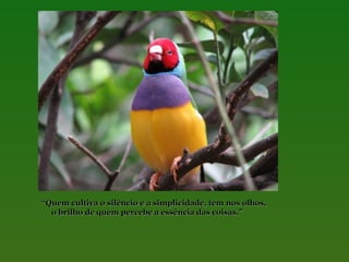 “Quem cultiva o silêncio e a simplicidade, tem nos olhos,
o brilho de quem percebe a essência das coisas.”

 